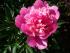 full_100_9398.jpg