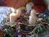 Advent