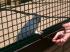 Der s&uuml;&szlig;este (Goffin)Kakadu &uuml;berhaupt ! Ein echter Herzensbrecher im Vogelpark in Walsrode....