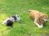 Hardy und Lucky