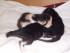 full_katzenbabys018.jpg