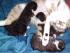 full_kitten029.jpg