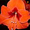 * * * Amaryllis und andere Sch&ouml;nheiten * * *