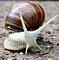 Slowfood - Philosophie und Praxis