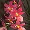 Orchideen