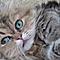 Der Katzen-Club
