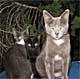 Katzenliebhaber