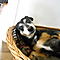 Hunde - die besten Freunde des Menschens