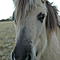 Pferde/Ponyliebhaber