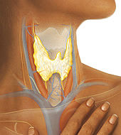 Schilddr&uuml;se - Hashimoto Thyreoiditis - Schilddr&uuml;senunterfunktion - Schilddr&uuml;sen&uuml;berfunktion - etc.