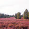 Die L&uuml;neburger Heide