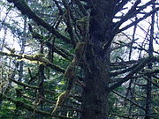 Kanada