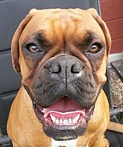 Boxer - ein Clown auf vier Pfoten