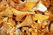 PILZE - Rezepte, Tips & mehr