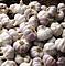 Knoblauch