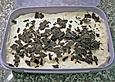 Orangen-Tiramisu