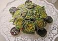 Kindergeburtstag Schildkr&ouml;tenkuchen