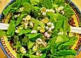 Wildkr&auml;utersalat