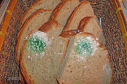 Schimmeliges Brot 8