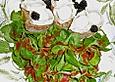 Ziegenk&auml;setaler auf Feldsalat mit Himbeervinaigrette