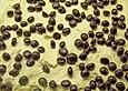 Mokkabohnenkuchen