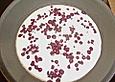 Blaubeer - Pfannkuchen