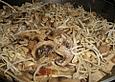 Champignon - Pfanne