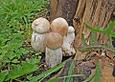 Gebratene Steinpilze