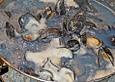 Miesmuscheln im Rieslingsud