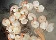 Jakobsmuscheln und Scampi mit Belugalinsen an Curryschaum