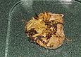Thunfisch - Zwiebel - Steak
