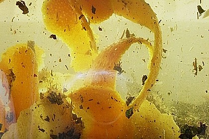 Magenbitter 1