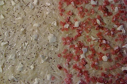 Schwäbischer Zwiebelkuchen 149