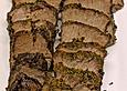 Cola - Rinderbraten