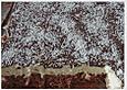 Schoko - Grie&szlig; - Sahne - Kokos - Kuchen