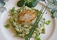 Jakobsmuscheln&uuml;sschen auf Kartoffel - Kohlrabi - P&uuml;ree