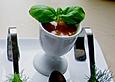 Tomatenessenz im Eierbecher