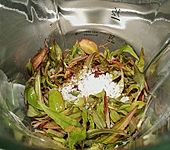 Koriander - Paste (Bild)