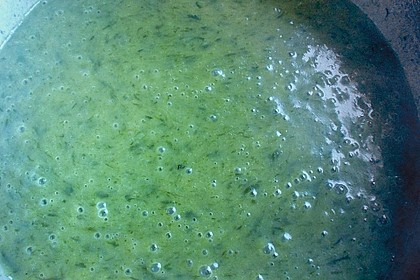 Exzellente Bärlauchsuppe 53