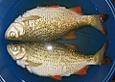 Backfisch