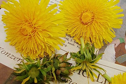 Löwenzahnblüten - Likör 5