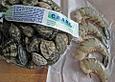 Duett von Venusmuscheln und Garnele in Kapernsauce auf Tonnarelli mit Sepiatinte