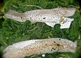 Kingklip auf Blattspinat mit Kartoffelp&uuml;ree