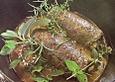 Galloway - Roulade mit B&auml;rlauchf&uuml;llung