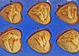 Wodka - Lemon - Muffins