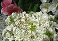 Fenchelsalat mit Knoblauch