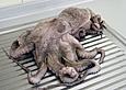 Pulpo Salat