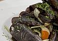 Muscheln rheinische Art
