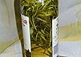 Angys Rosmarin - Weinlik&ouml;r