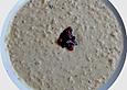 Rote Linsen - Suppe mit Fenchel